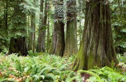 Nowe, dobre praktyki w zakresie gospodarki leśnej