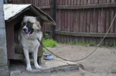 Sejm za częścią poprawek do ustawy zakazującej trzymania psów na łańcuchach