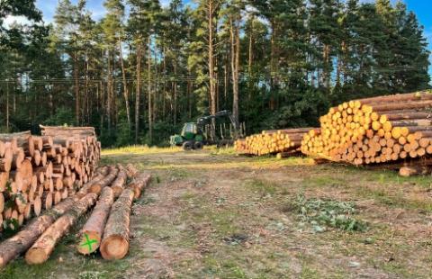 NIK alarmuje: setki ponadstuletnich drzewostanów do wycięcia w Puszczy Białowieskiej