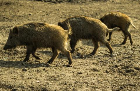 SN: absolutna odpowiedzialność Skarbu Państwa za szkody wyrządzone przez zwierzynę łowną