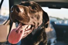 Pies bez łańcucha i koniec hodowli zwierząt futerkowych - ruszają prace nad zmianami w ustawie
