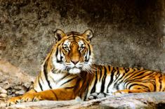 Ruszy budowa Centralnego Azylu dla Zwierząt - prezydent podpisał ustawę