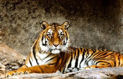 Ruszy budowa Centralnego Azylu dla Zwierząt - prezydent podpisał ustawę