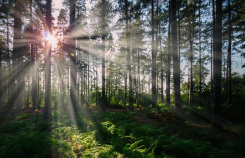 NSA: Zleceniobiorca zapłaci karę za nielegalną wycinkę drzew