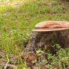 WSA: Prawie 2 miliony kary za ścięcie przez parafię 269 drzew na cmentarzu