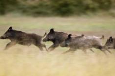 Zasady organizacji polowań naruszają prawa właścicieli gruntów