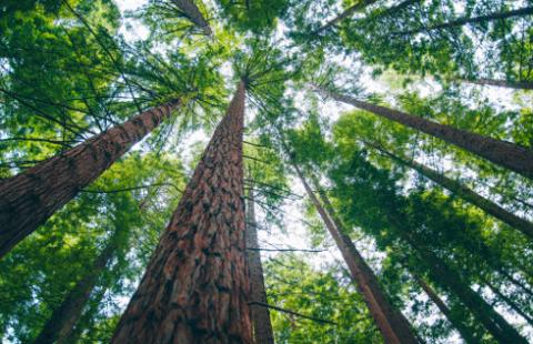 Nowe obowiązki dla firm. Przepisy o wylesianiu dotyczą nawet mięsa i kawy