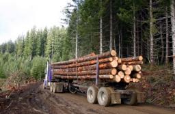 Do kogo kierować pytania o EUDR? Decyzja „w ciągu najbliższych dni”