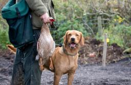 NSA: Pozwolenia na broń nie dostanie ten, kto zabił psa
