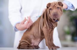 Ryzykowna baza danych o ludziach w czipie psa lub kota