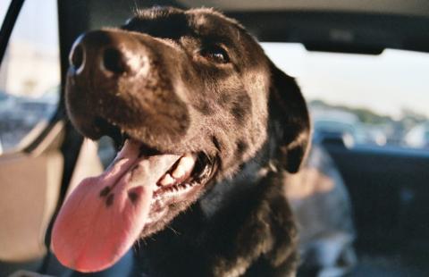 Bezdomny pies jedzie 100 kilometrów dalej, bo tam taniej