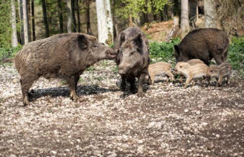 Kosztowne usuwanie padłych, dzikich zwierząt – komisja sugeruje zmiany