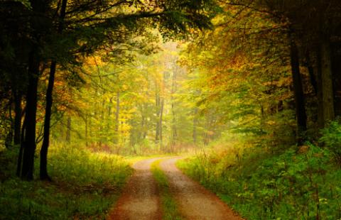 Zbliża się EUDR. Niebezpieczne dla firm "zderzenie z rzeczywistością"