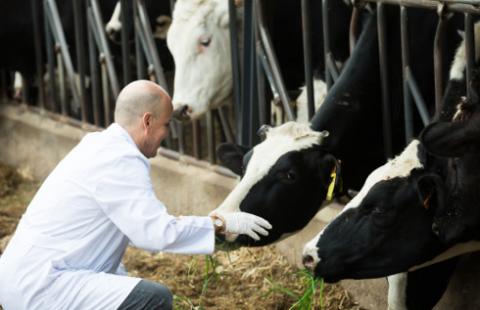 Zakaz sprowadzania zwierząt z Węgier w obawie przed pryszczycą