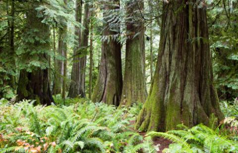 Zmiany w przepisach o wylesianiu. Mniej obciążeń, ale terminy te same