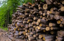 Trzy razy do kasy – samorządy chcą odblokować inwestycje społeczne w lasach