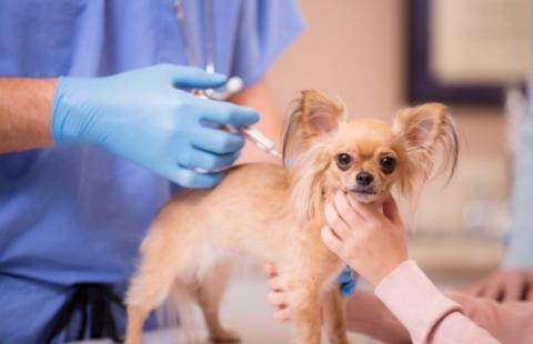 Suczka pogryziona, właściciel rezygnuje z urlopu, otrzyma 614 zł