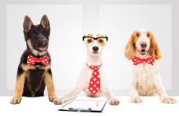 Jak czworonożny przyjaciel w pracy wpływa na nasze samopoczucie - badanie