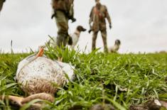 Kto i kiedy strzela? Trudna droga do informacji o polowaniach