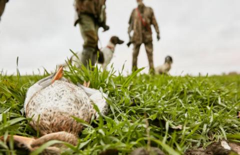 Kto i kiedy strzela? Trudna droga do informacji o polowaniach