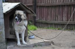 Sejm za częścią poprawek do ustawy zakazującej trzymania psów na łańcuchach