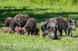 NSA: Umowa na odstrzał dzików ze składką zdrowotną