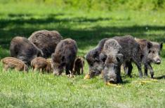 NSA: Umowa na odstrzał dzików ze składką zdrowotną
