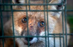 Możliwa jest likwidacja ferm futrzarskich do 2033 roku