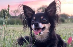 Szczekanie dzieli sąsiadów. RPO chce zmian w prawie, by gminy mogły reagować