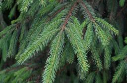 NSA: Granica 30 procent - konsekwencje nadmiernej przycinki drzew