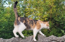 Kocie sprawy coraz częściej trafiają na wokandy