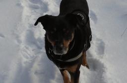 Konsekwencje niedopilnowania psa mogą być poważne