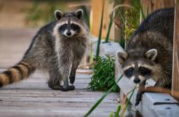 Szop pracz kontra samorządy - gminy apelują o wsparcie