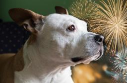 Pod Wawelem zakazują pirotechniki