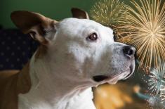 Pod Wawelem zakazują pirotechniki