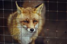 Apel do prezydenta o podpisanie ustawy prozwierzęcej