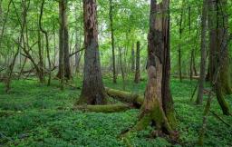 Walka z quadami niszczącymi przyrodę jest trudna, ale nie niemożliwa