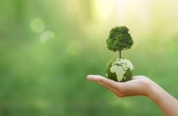 NSA: Las winny pod ochroną, jest możliwość odszkodowań