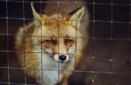 Prezydent podpisał zakaz hodowli zwierząt na futra, ale tzw. ustawę łańcuchową zawetował