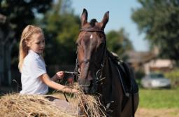 Pensjonat dla koni a zwolnienie z VAT
